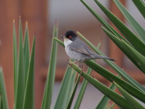 <h3><a href="/trips/grancanaria-2023/biota/animalia/chordata/aves/040 passeriformes/092 sylviidae/sylvia melanocephala/sylvia melanocephala-nl.html">Sylvia&nbsp;melanocephala</a> / Sardinian&nbsp;warbler / Kleine&nbsp;zwartkop</h3>NIKON D500 met AF-S Nikkor 500mm f/5.6E PF ED VR, 1/250 sec  bij F5.6, ISO 500, afstand 16.7&nbsp;m